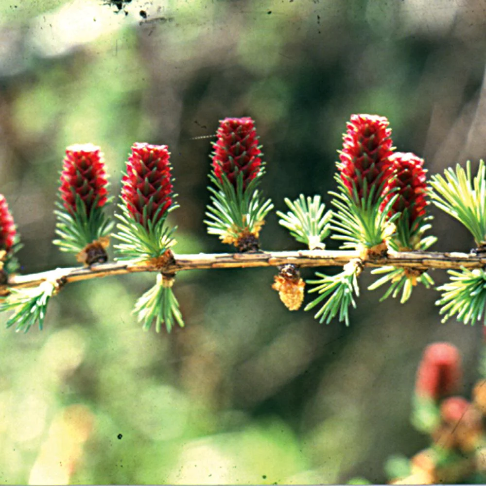 LARCH -30ml
